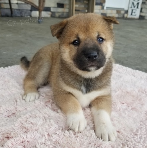 Prodm tata Shiba inu