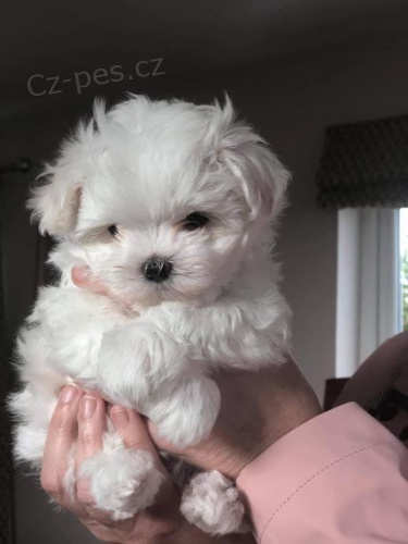 Prodm okovan tata Maltipoo.