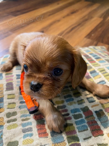 Cavalier King Charles tata k adopci.