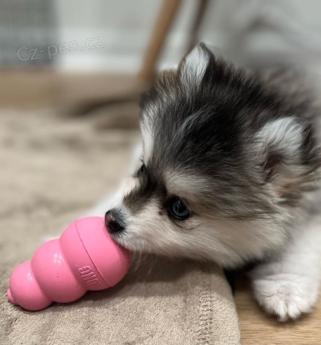 krsn Pomsky tata