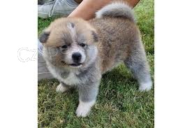 tata Akita Inu