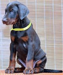 tata doberman