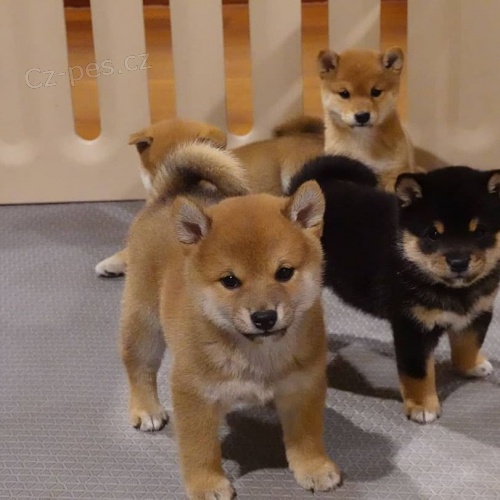 Ndhern ttka Shiba Inu.