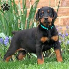 tata doberman