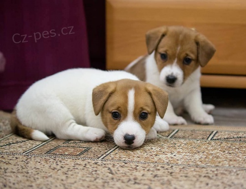 Prodm zdrav a okovan tata jack russell terira.