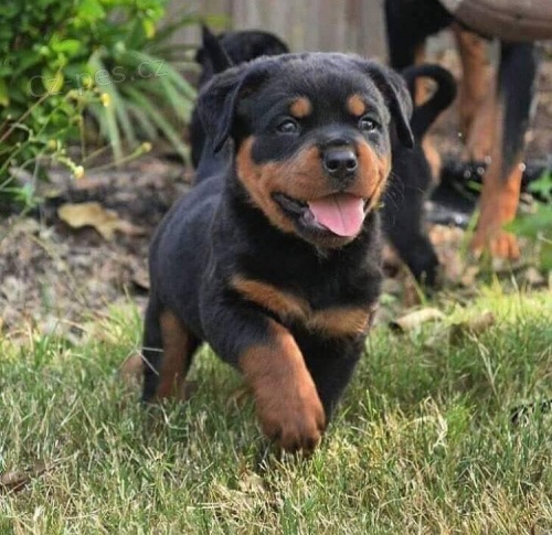 istokrevn tata rottweiler.