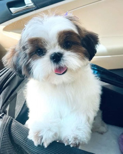 Krsn shih Tzu ttka.