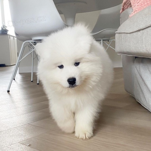 Krsn Samoyed tata.