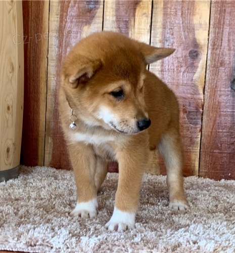 Roztomil ttka shiba inu