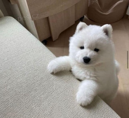 Ohromujc Samoyed tata pipraven k ivotu.