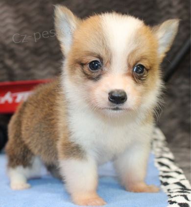 tata Welsh corgi pembroke k dispozici