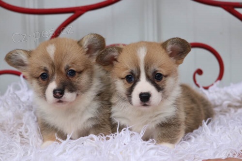 Prodm tata Pembroke Welsh Corgi.