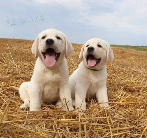 Roztomil tata labradorskho retrvra.