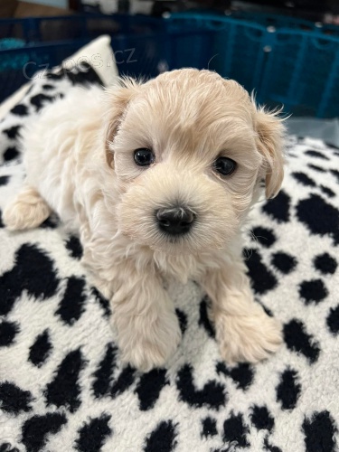 Sladk ttka Maltipoo k adopci zdarma.