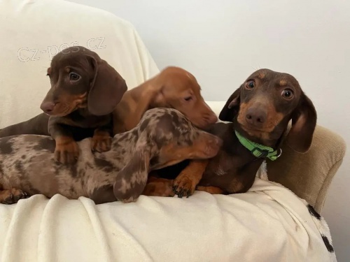 Prod�m o�kovan� a kr�sn� �t��ata jezev��k�