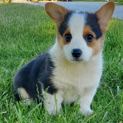 Prodm tata Pembroke Welsh Corgi.