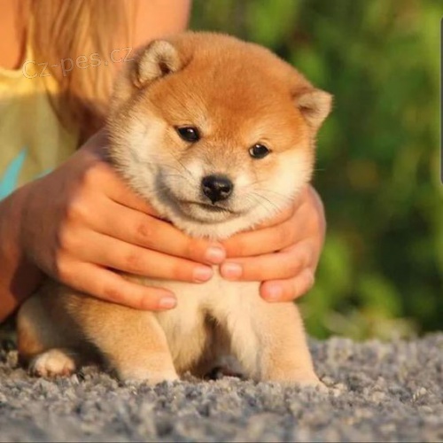 Prodm tata mini shiba inu