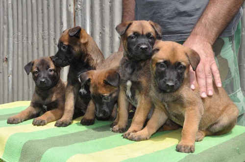 Prodm tata belgickho malinoise