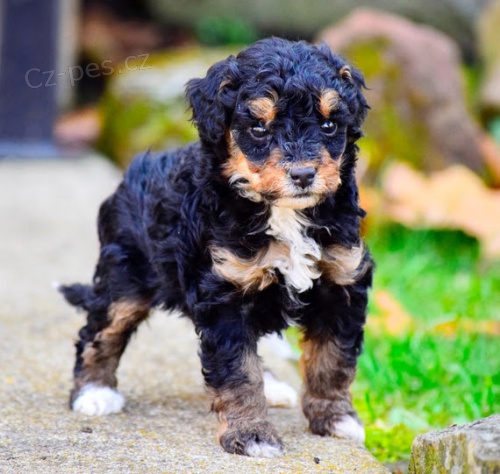 zdrav, okovan a oderven tata Bernedoodle k adopci.