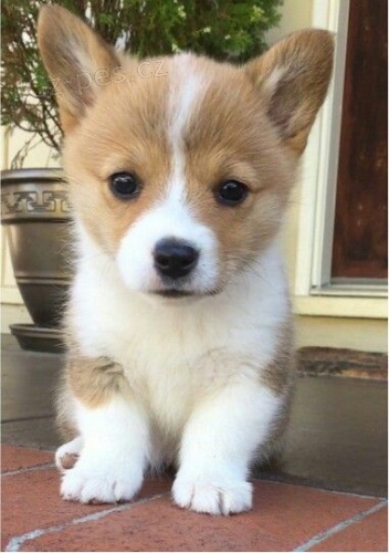 Prodm tata Pembroke Welsh Corgi.