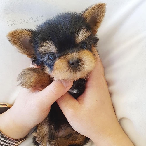 Prodm roztomil ttka mini yorkie.