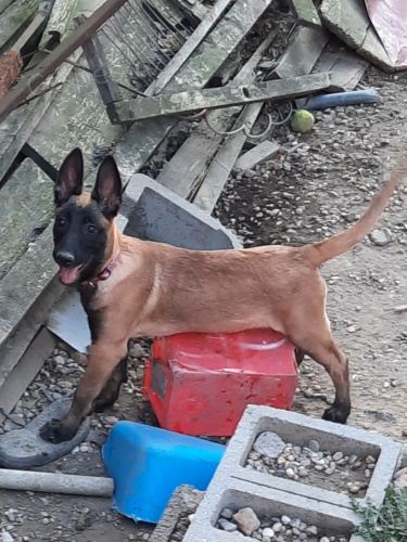 Malinois