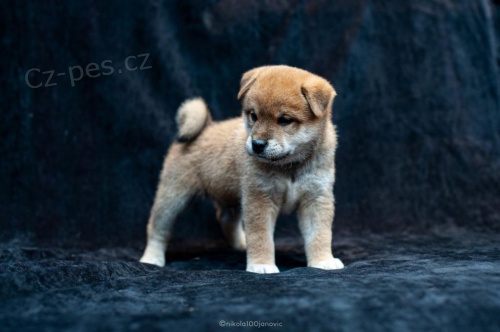 istokrevn ttka Shiba inu k adopci.