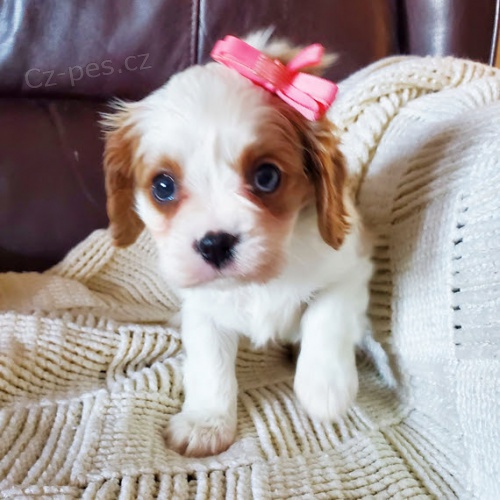 Prodm okovan tata Kavalr King Charles Spaniel