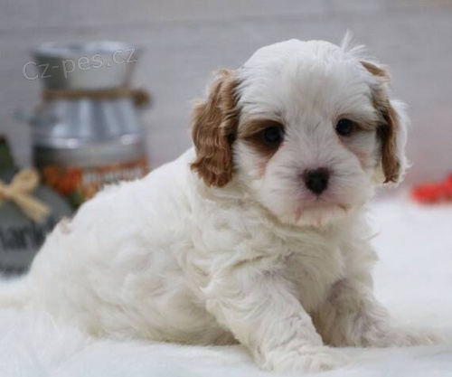 mini hraka tata Cavapoo k adopci