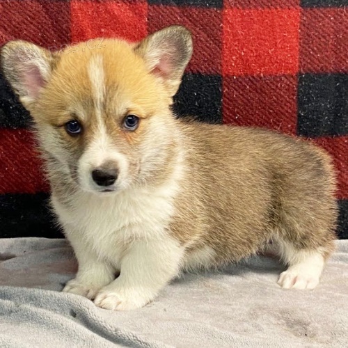 krsn a andlsk tata Pembroke Welsh Corgi na prodej.