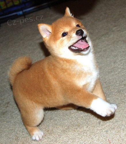 Prodm tata shiba inu