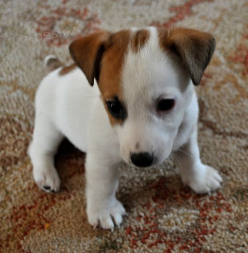 Prodm mini tata jack russell terira.