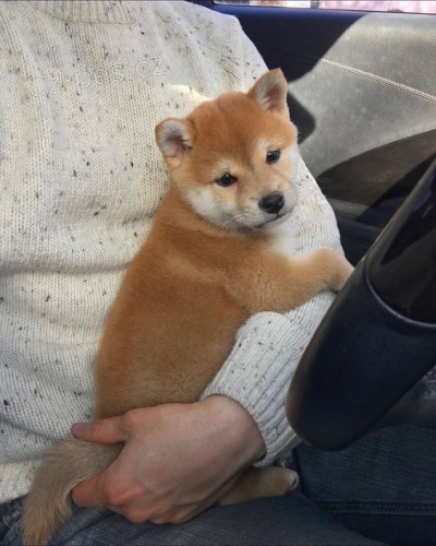 Prodm tata shiba inu