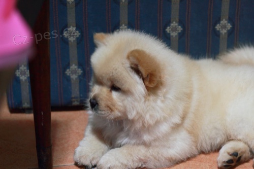 Ndhern istokrevn tata Chow Chow k adopci