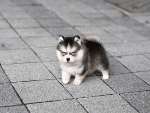 hraka mini tata Pomskies na prodej (kenec sibisk husky a pomeranian)