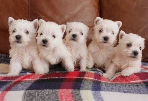 Prodm mini mini tata West Highland White Terriers