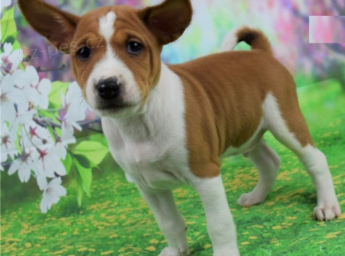 tata Basenji k adopci.