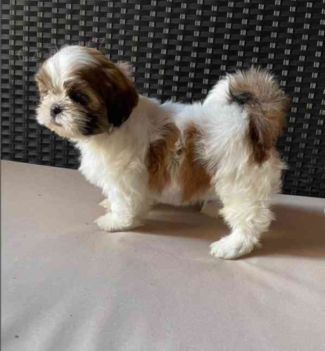 ttka shih-tzu s pp (shihtzu, i-tzu)