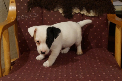 tata Jack Russell Terrier