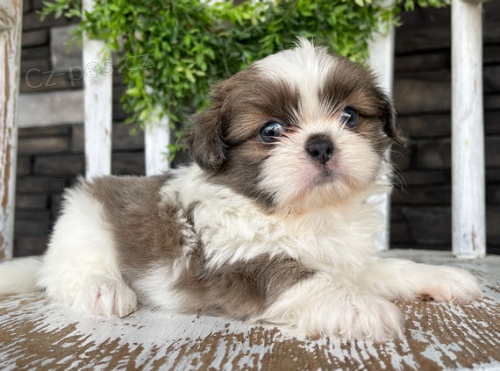 Prodm tata SHIH TZU