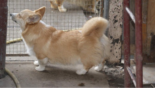 Velsk Corgi Pembroke tata