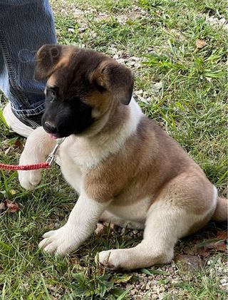 tata Akita Inu k dispozici