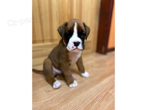 Ndhern boxer k adopci.