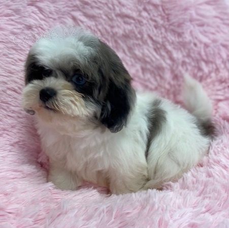 tn shih tzu hledm k prodeji