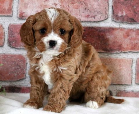 Prodm zdrav mini tata cavapoo.