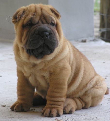 Prodm okovan a oderven nsk tata shar-pei.