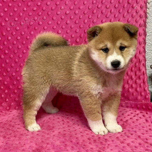 Prodm rozkon miminka tata shiba inu