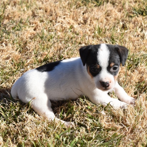 Prodm krsn a rozkon ttka jack russell terira.