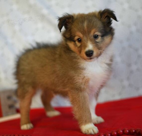 Prodm tata SHELTIE