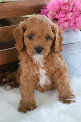 Prodm tata Cavapoo.